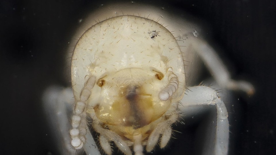 Dělník termita druhu Reticulitermes flavipes